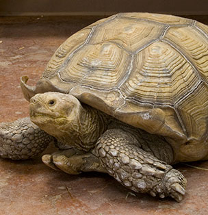 Nice wallpapers Sulcata Tortoise 304x314px