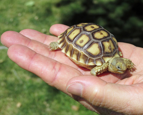 HD Quality Wallpaper | Collection: Animal, 600x480 Sulcata Tortoise