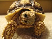 Sulcata Tortoise HD wallpapers, Desktop wallpaper - most viewed