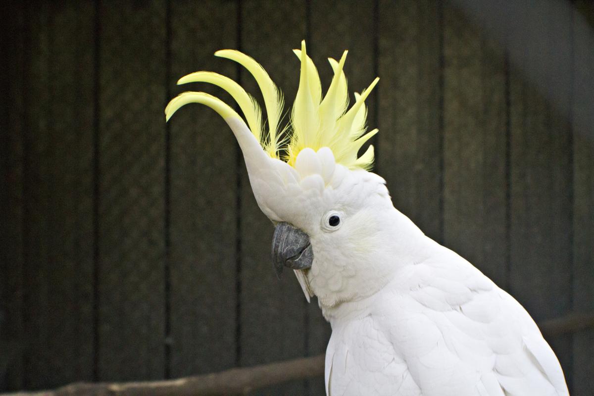 Amazing Sulphur-crested Cockatoo Pictures & Backgrounds