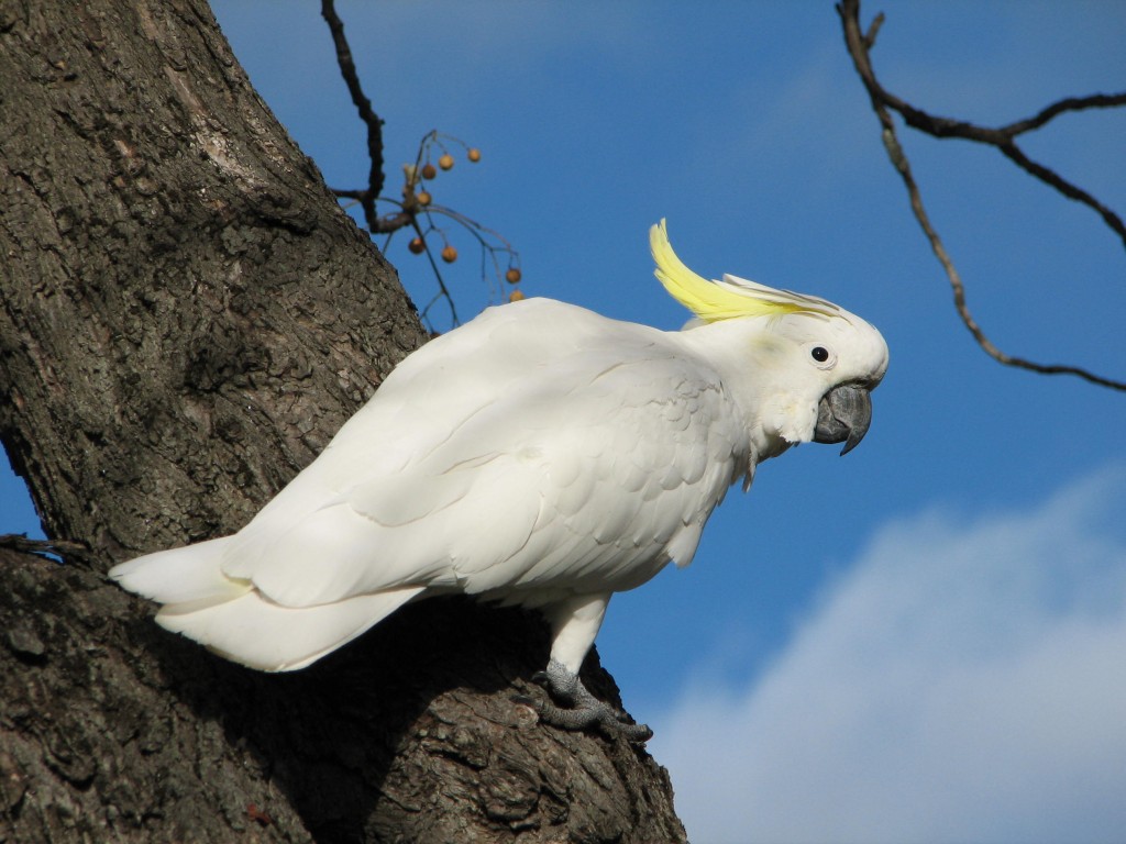 Sulphur-crested Cockatoo Backgrounds on Wallpapers Vista
