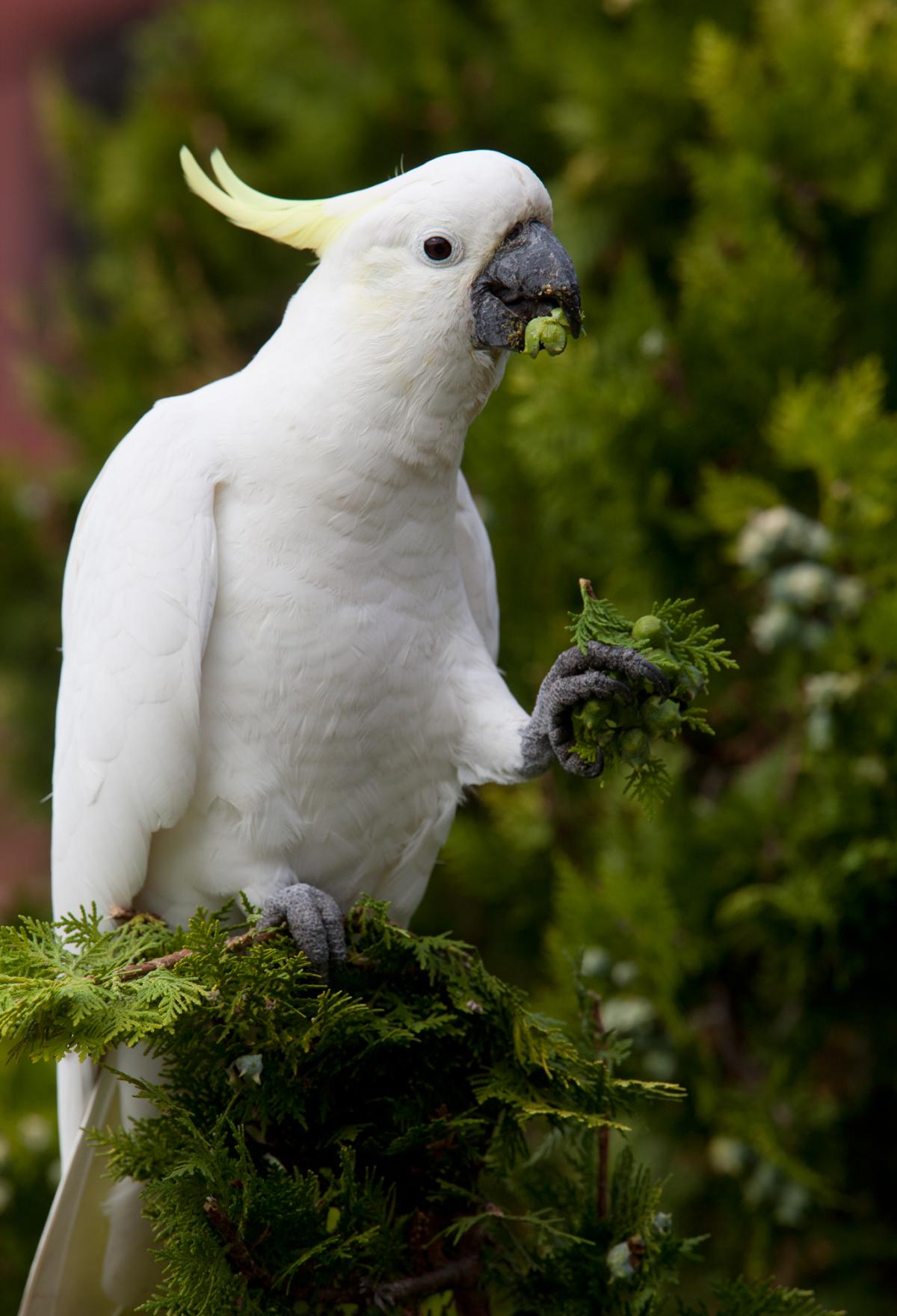 Sulphur-crested Cockatoo #8