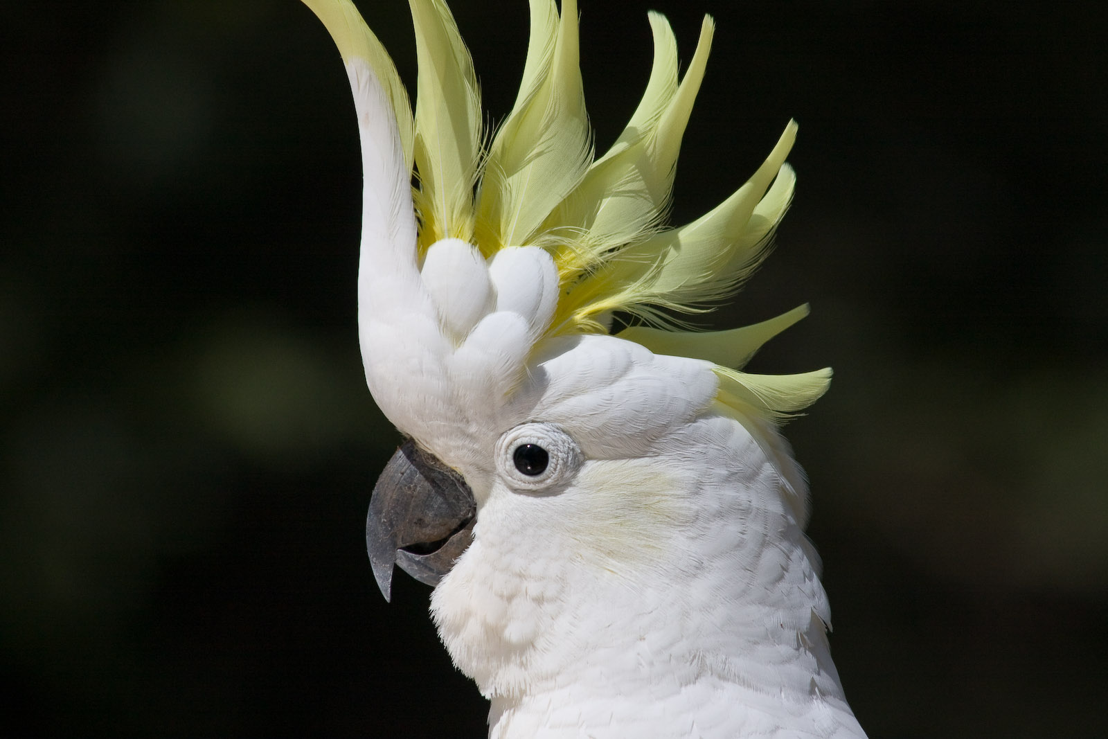 Nice Images Collection: Sulphur-crested Cockatoo Desktop Wallpapers