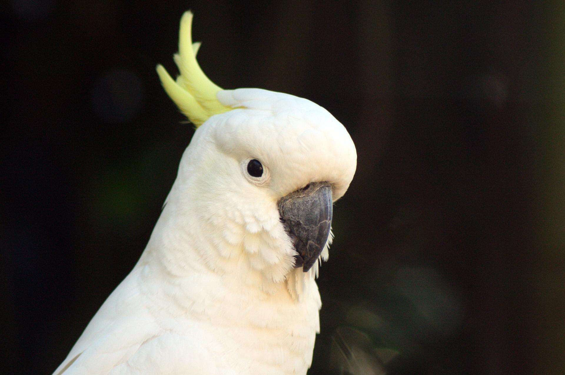 Images of Sulphur-crested Cockatoo | 1920x1275