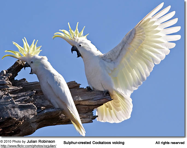 Amazing Sulphur-crested Cockatoo Pictures & Backgrounds