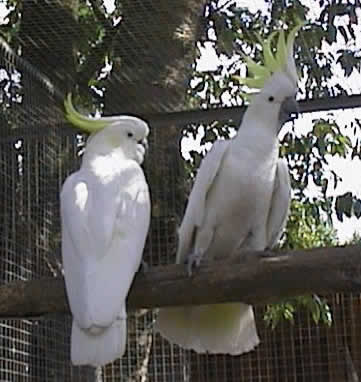 Sulphur-crested Cockatoo #16