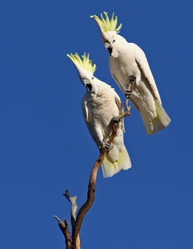 HQ Sulphur-crested Cockatoo Wallpapers | File 41.19Kb