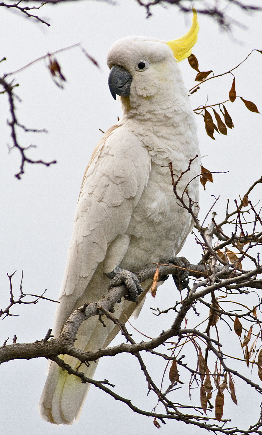 HQ Sulphur-crested Cockatoo Wallpapers | File 1084.48Kb