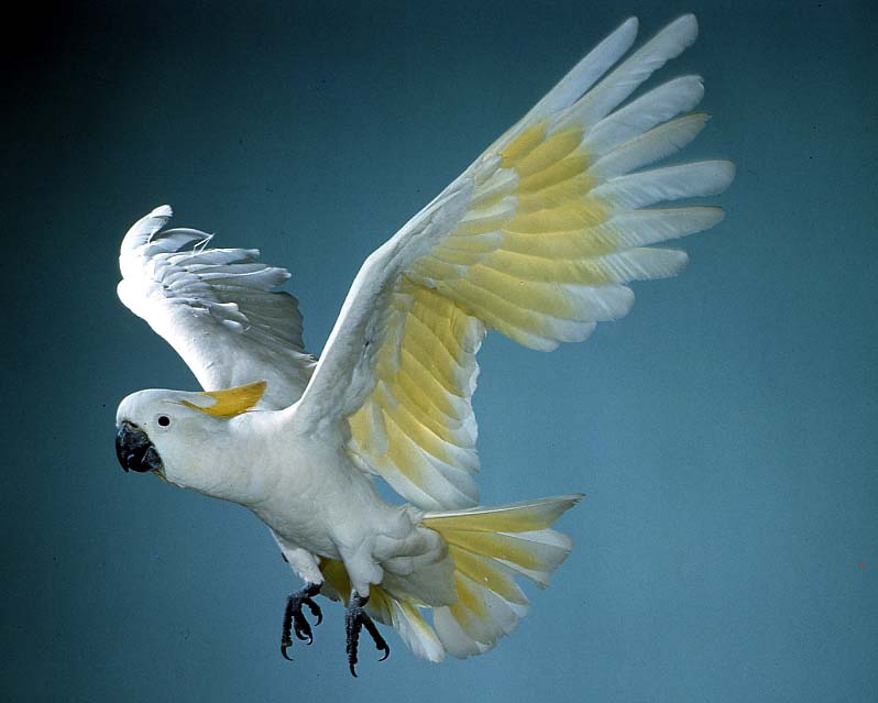 Nice Images Collection: Sulphur-crested Cockatoo Desktop Wallpapers