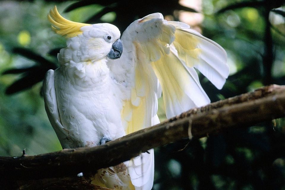 Nice wallpapers Sulphur-crested Cockatoo 960x640px
