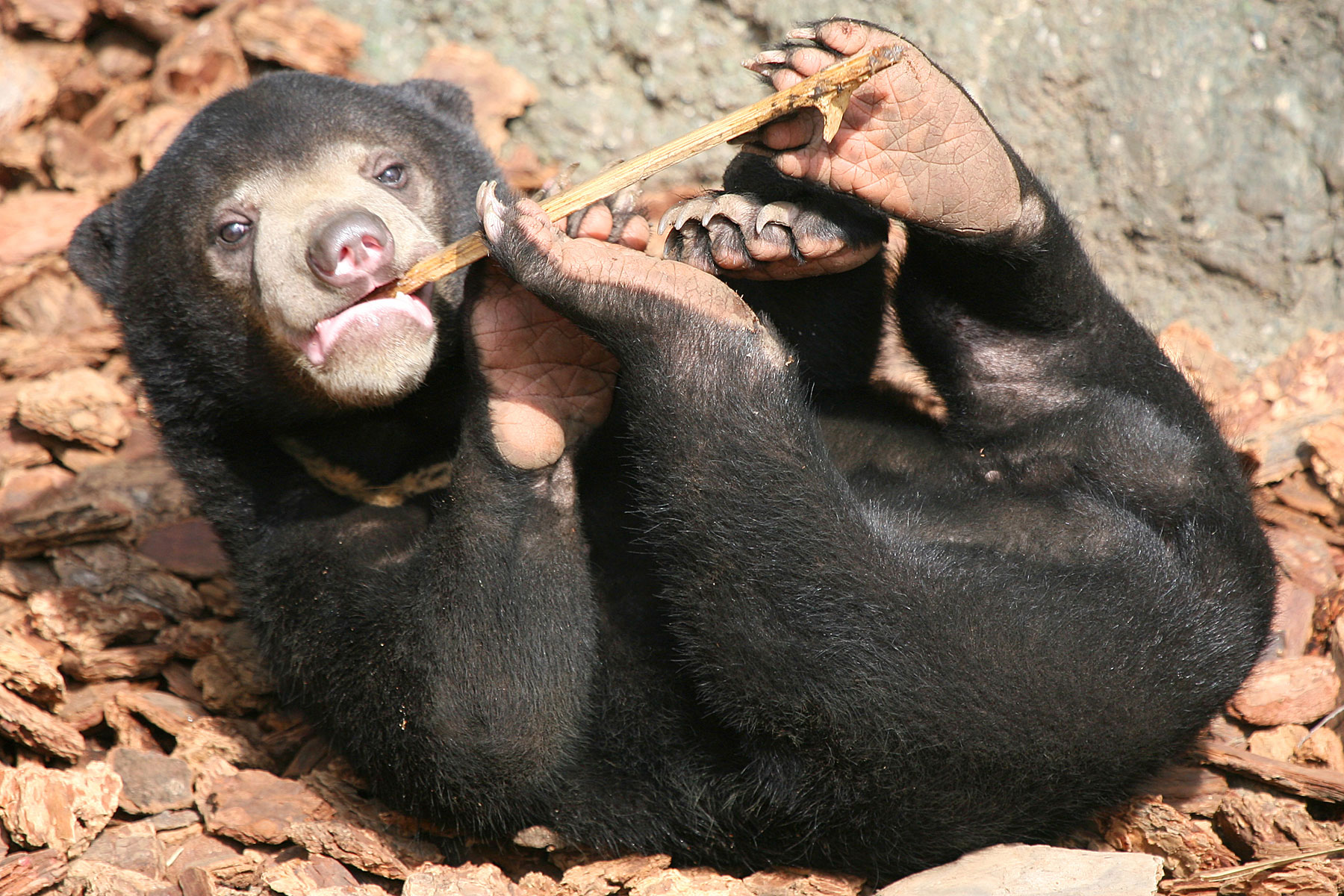медведь в тайланде