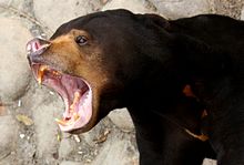 Sun Bear High Quality Background on Wallpapers Vista