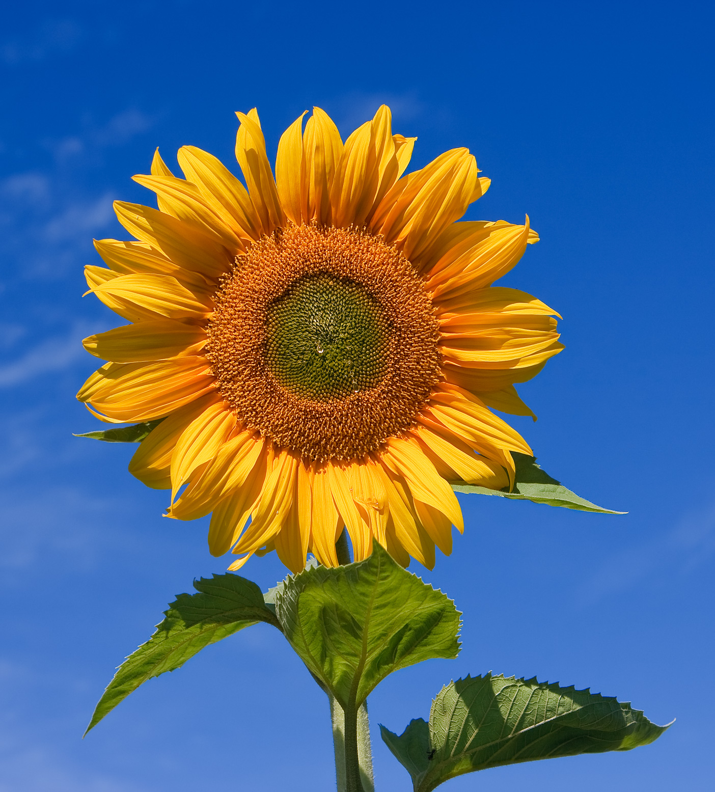 Amazing Sunflower Pictures & Backgrounds
