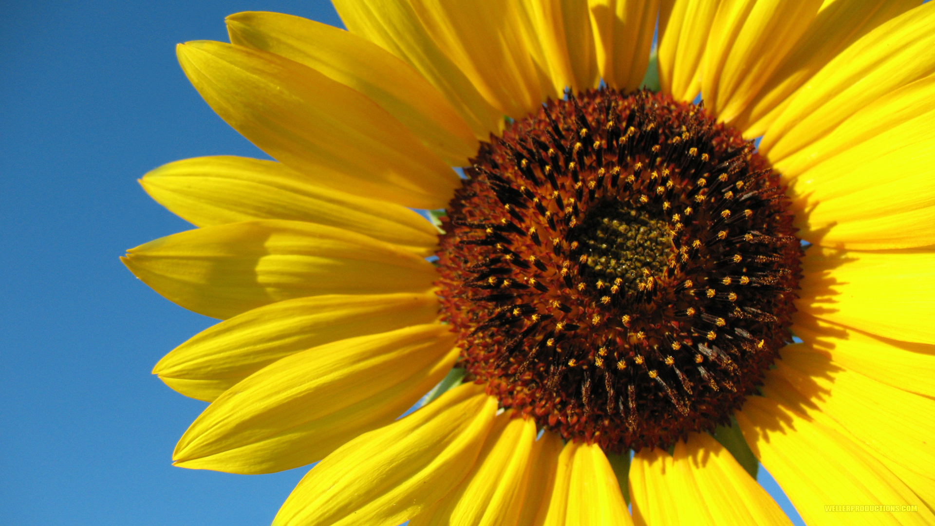 Nice Images Collection: Sunflower Desktop Wallpapers