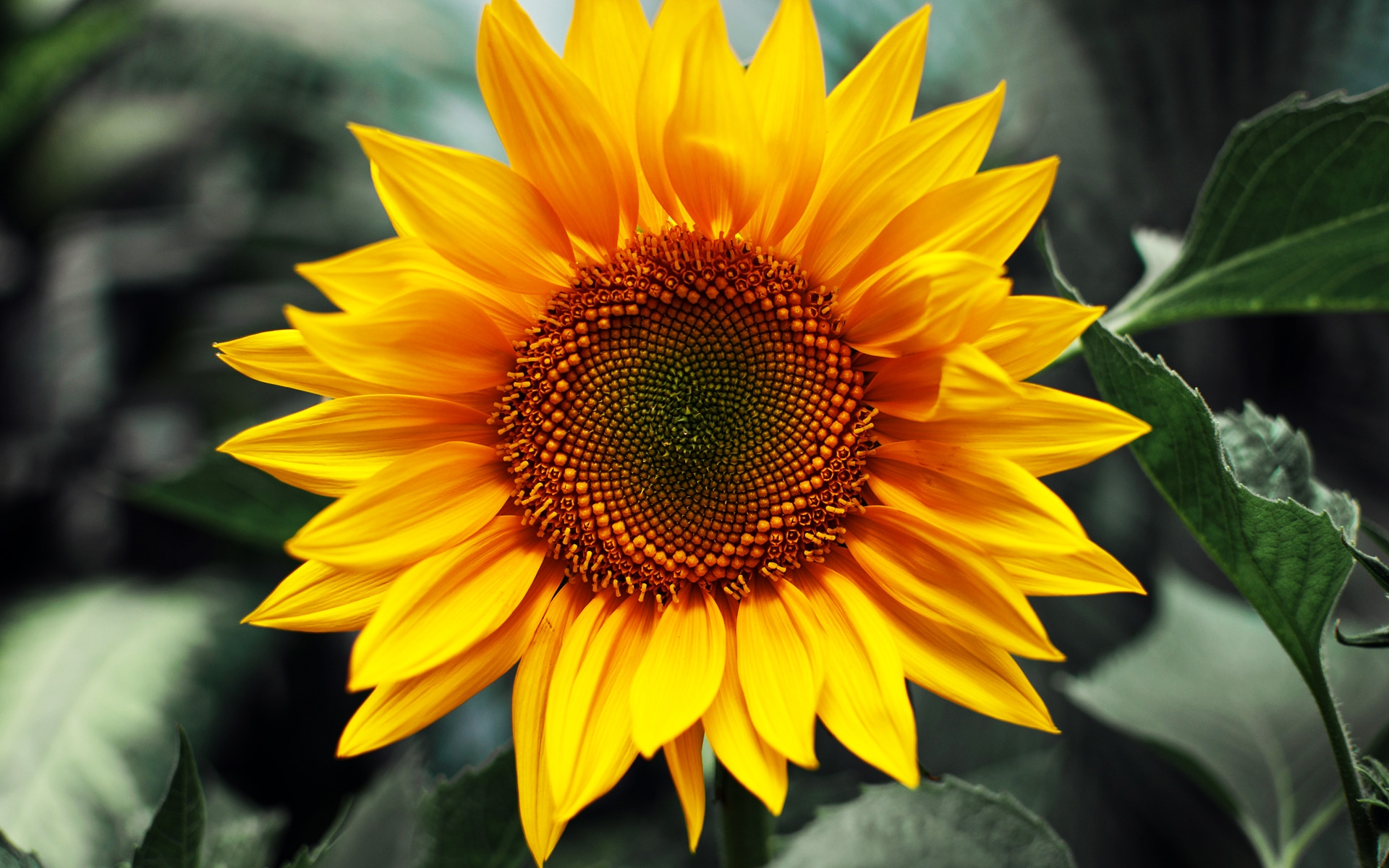HD Quality Wallpaper | Collection: Earth, 1920x1200 Sunflower