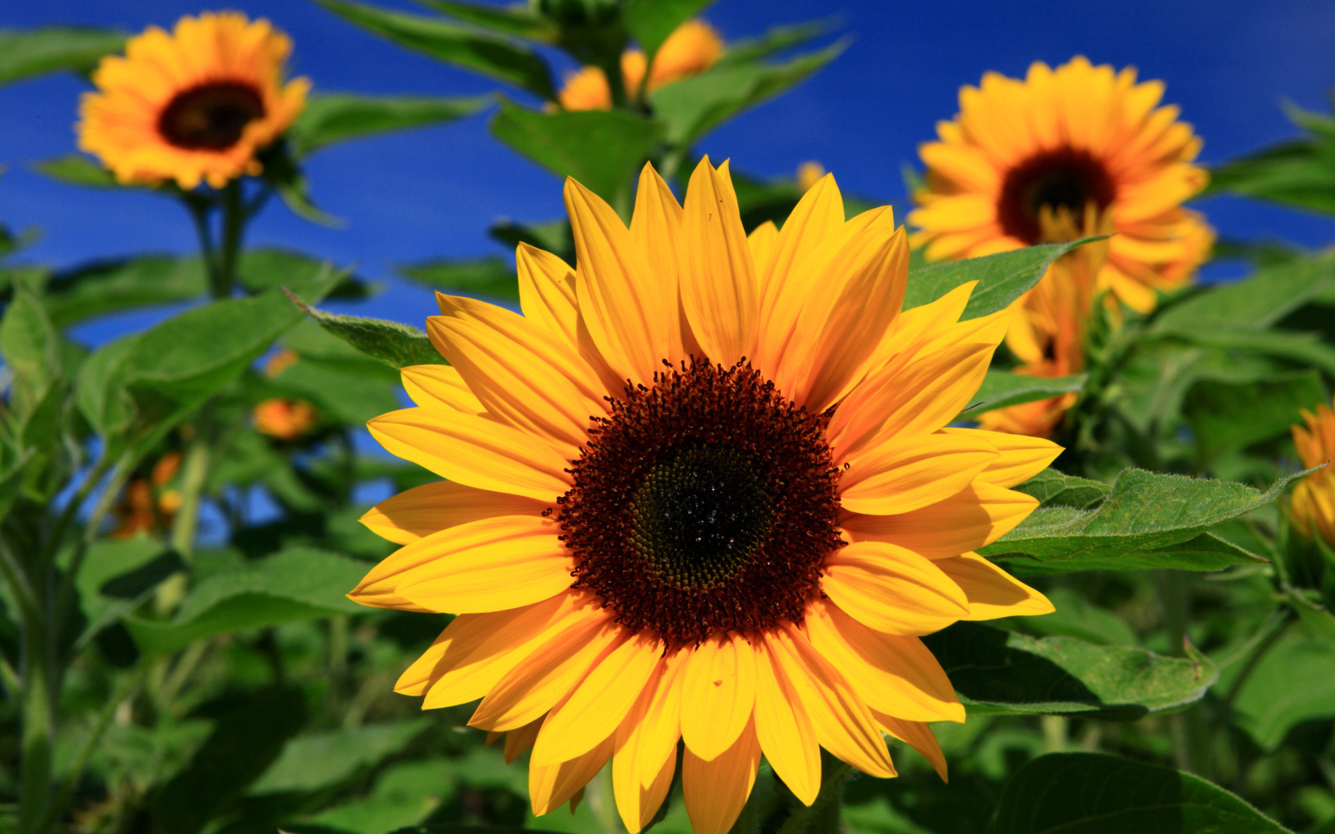 Sunflower High Quality Background on Wallpapers Vista