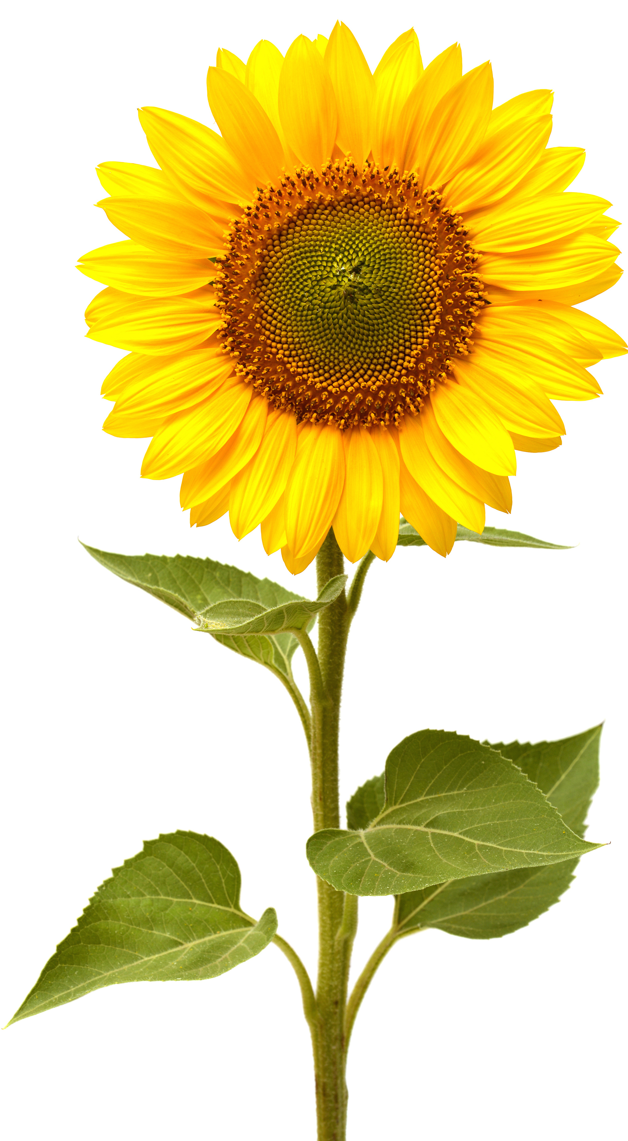Sunflower #6