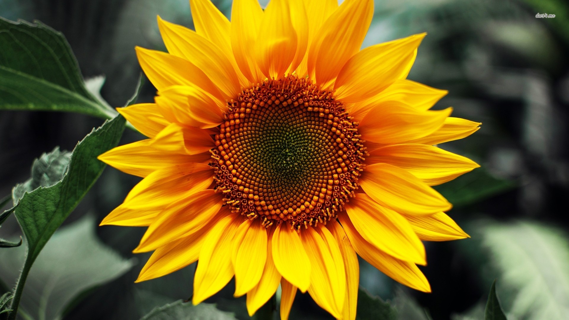 Sunflower #8