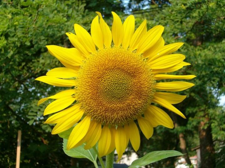 Sunflower #12