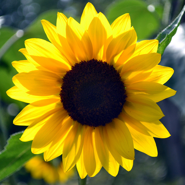 Sunflower #19