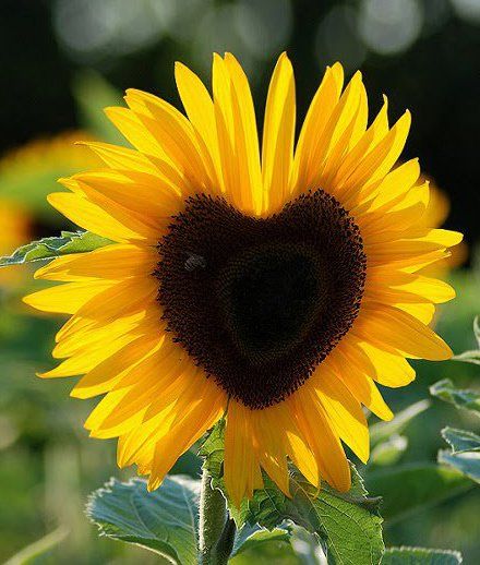Sunflower Pics, Earth Collection