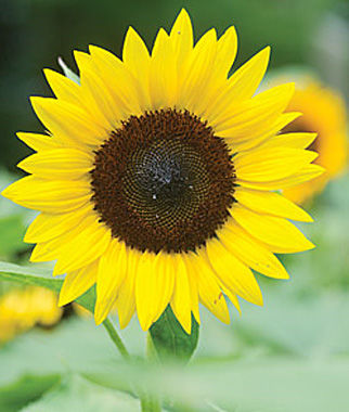 HD Quality Wallpaper | Collection: Earth, 322x380 Sunflower
