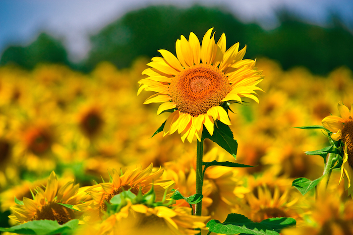 Images of Sunflower | 700x466