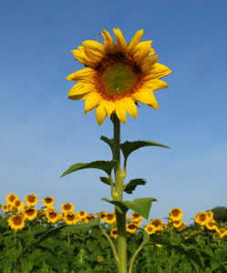 Sunflower #18