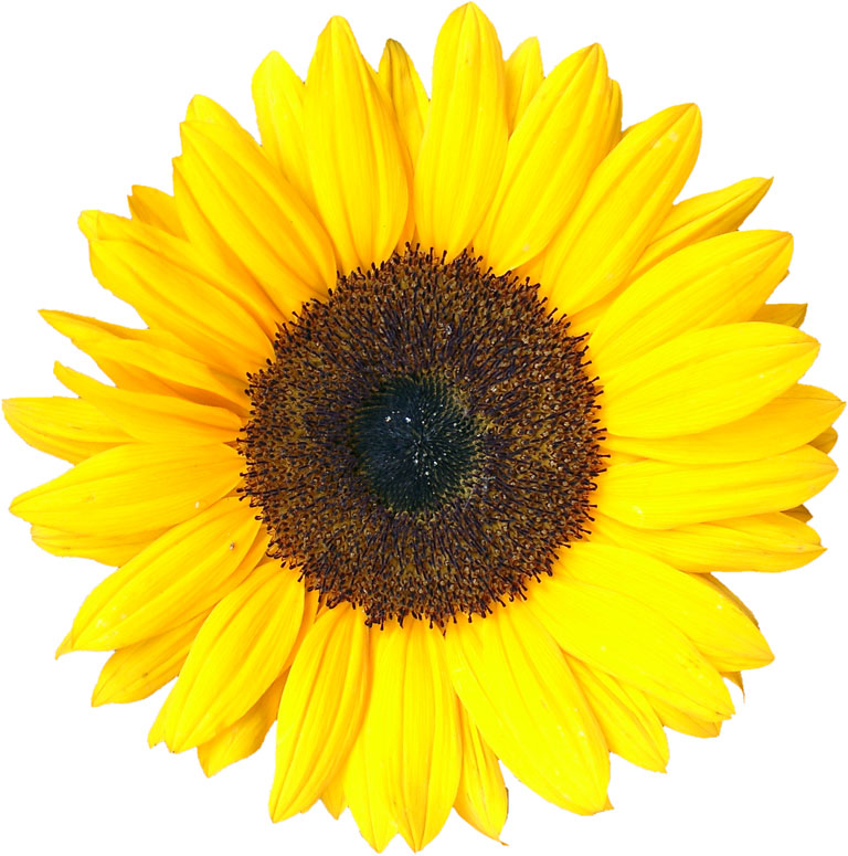 Sunflower #14