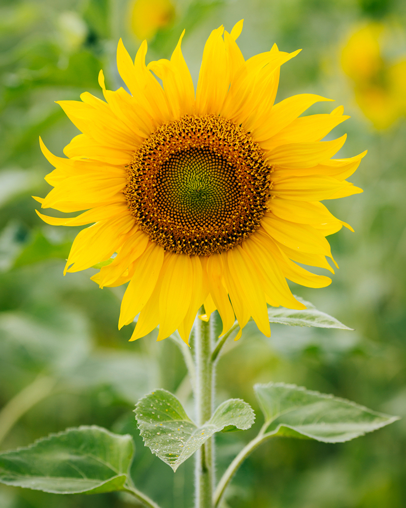 Nice wallpapers Sunflower 800x1000px