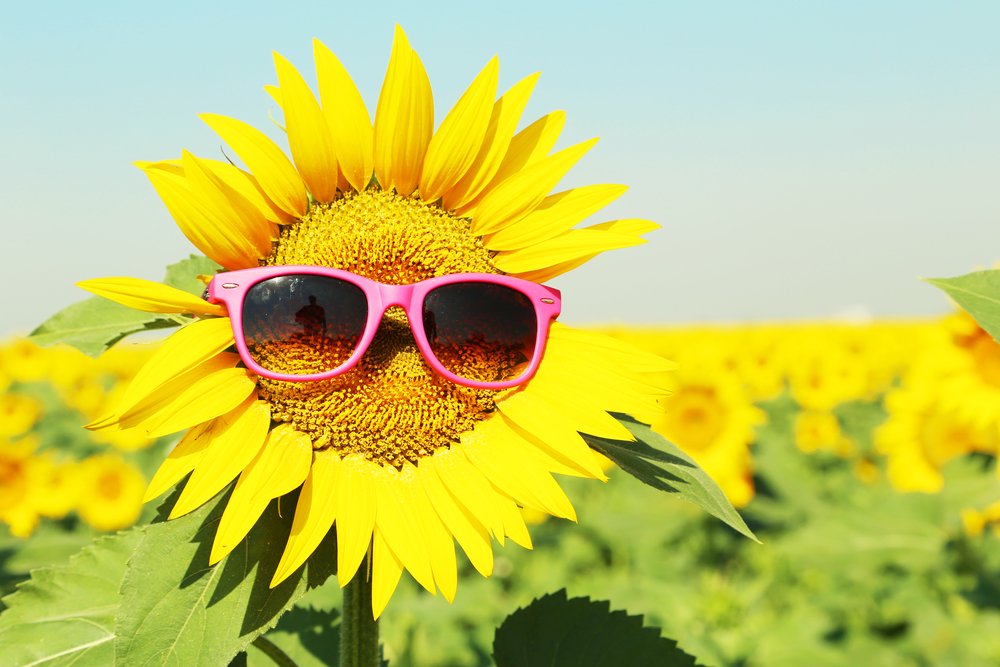 Nice wallpapers Sunflower 1000x667px