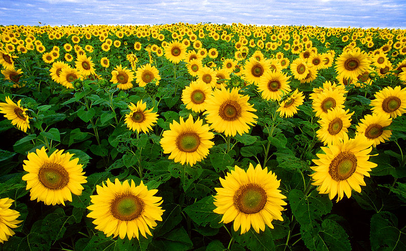 HD Quality Wallpaper | Collection: Earth, 800x495 Sunflower