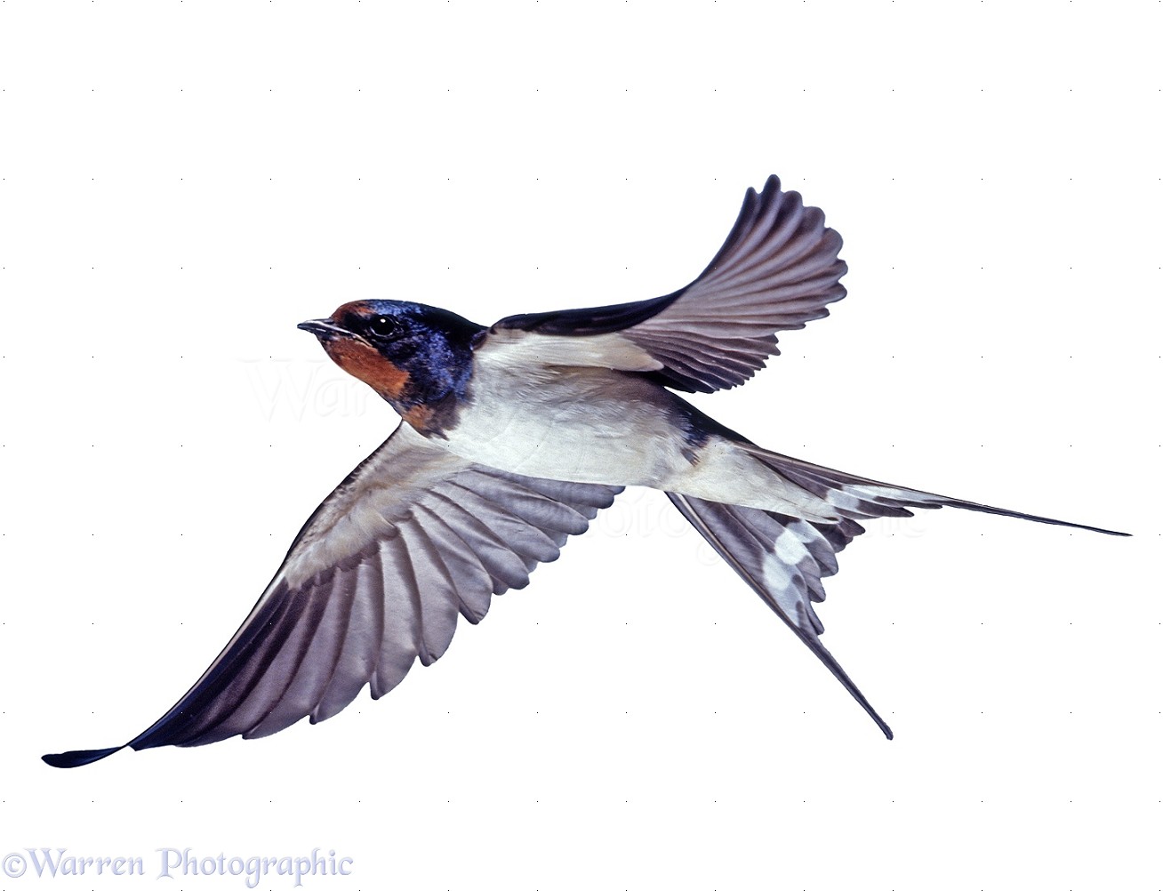 Images of Swallow | 1308x1002