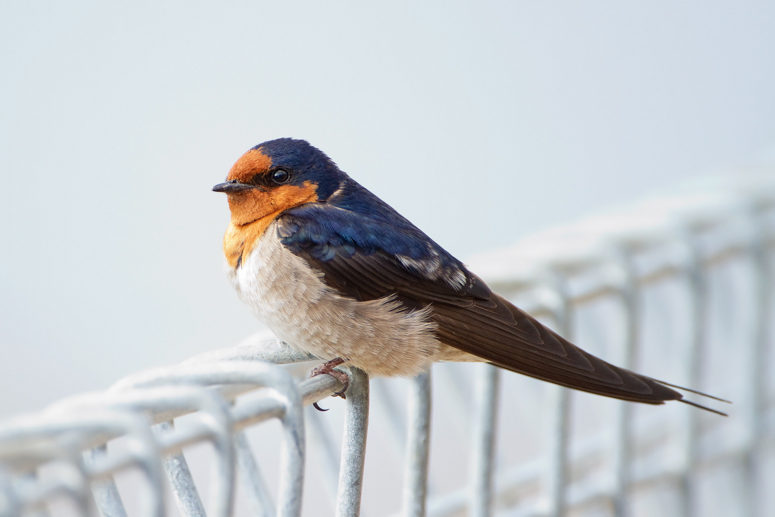 Swallow Pics, Animal Collection