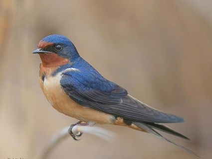 Swallow High Quality Background on Wallpapers Vista