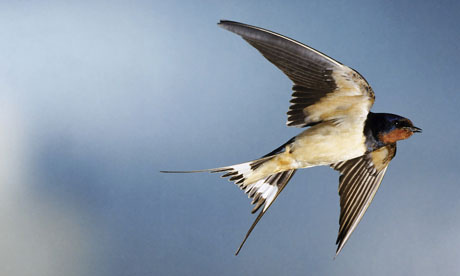 Images of Swallow | 460x276