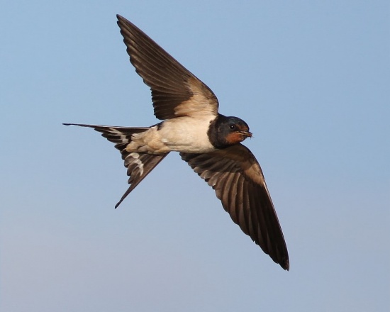 Amazing Swallow Pictures & Backgrounds