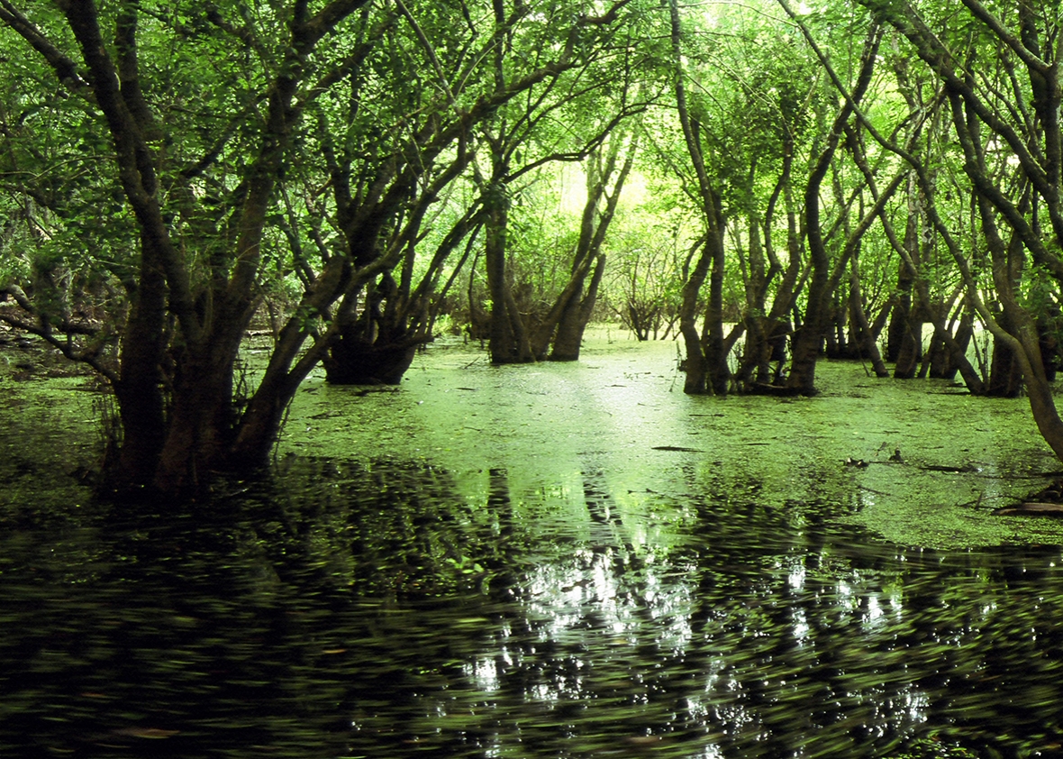 Swamp Backgrounds on Wallpapers Vista