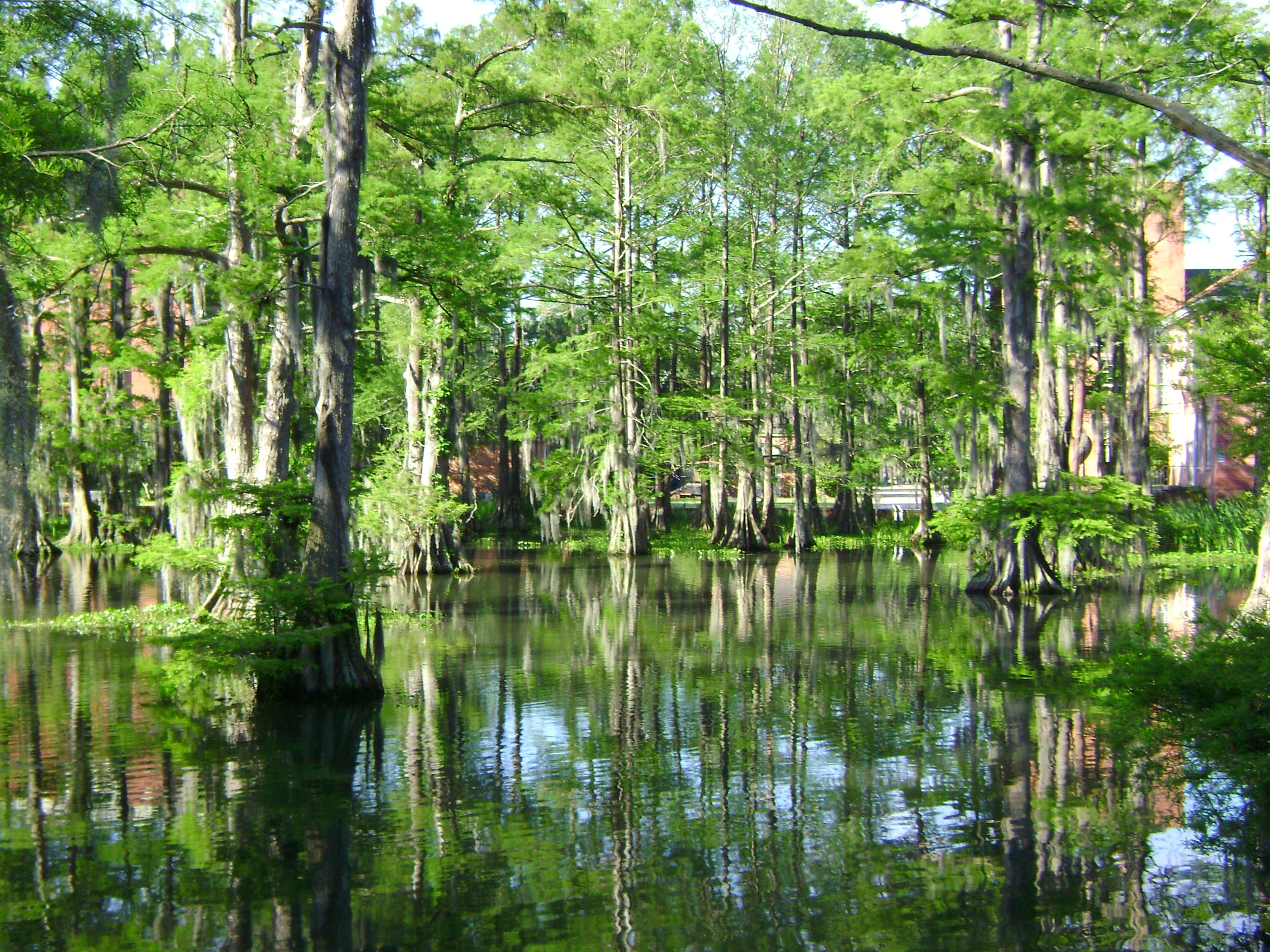 Swamp #14