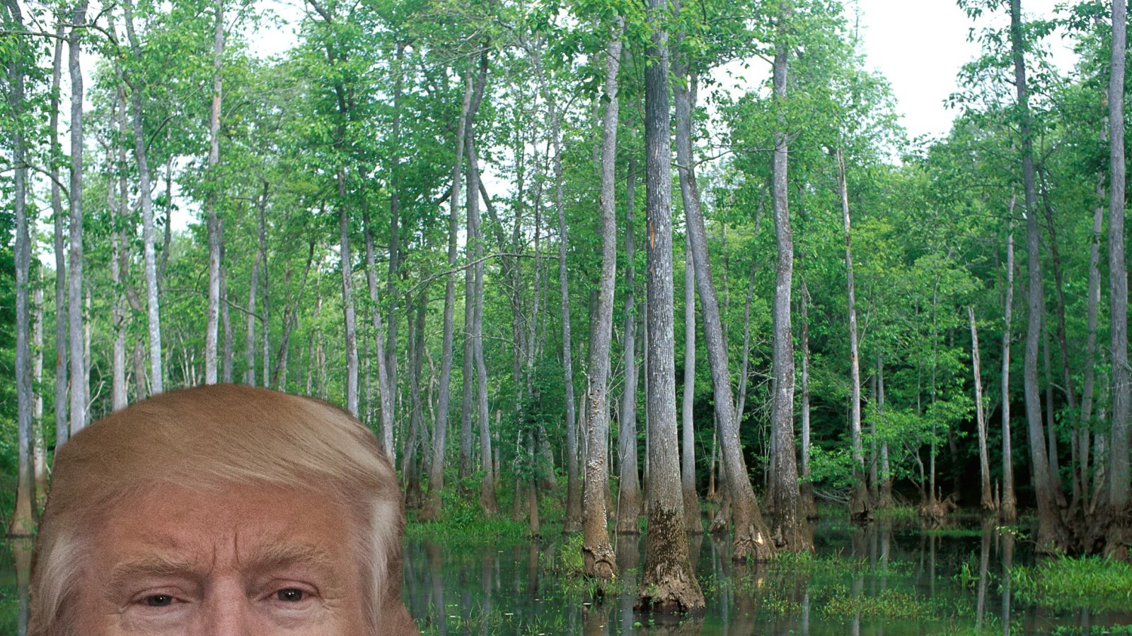 Swamp #19