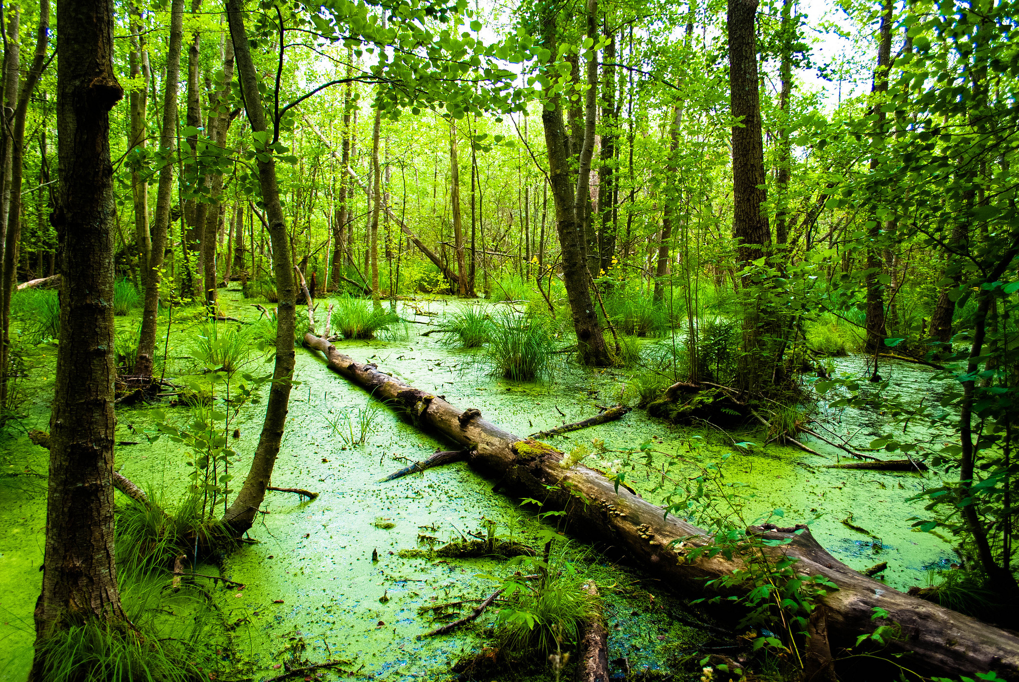 Swamp #15