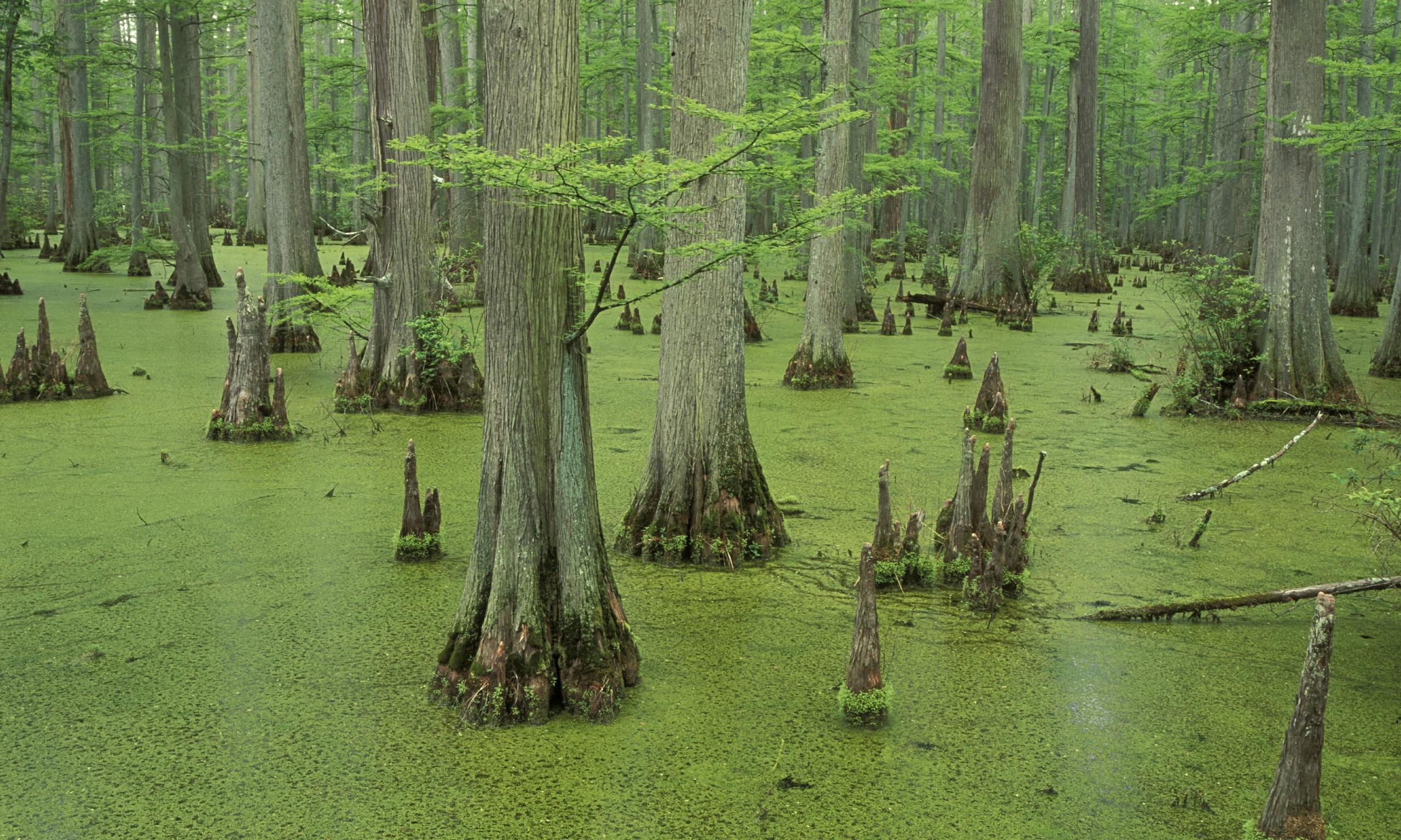 HD Quality Wallpaper | Collection: Earth, 2560x1536 Swamp