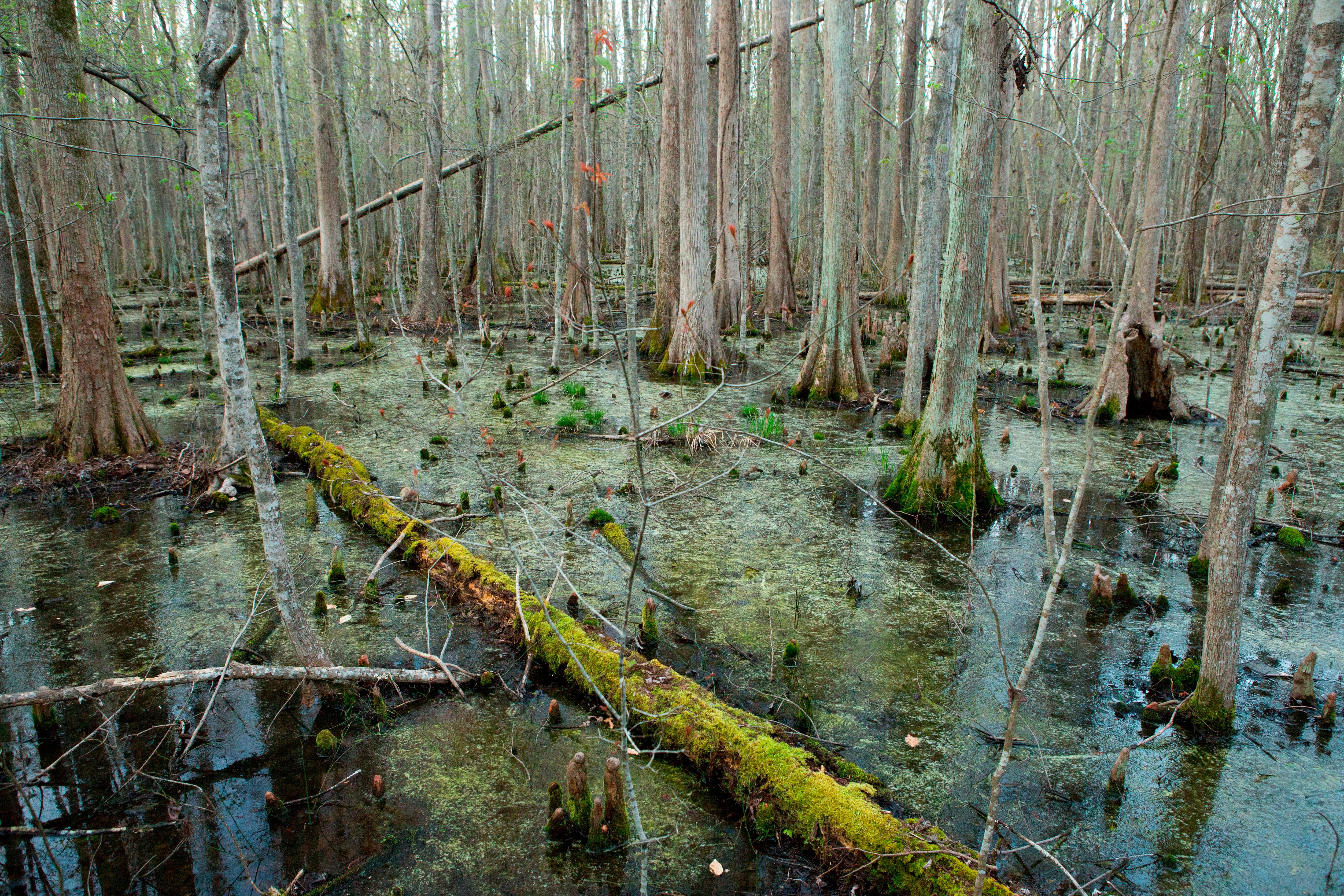 Nice wallpapers Swamp 5740x3827px
