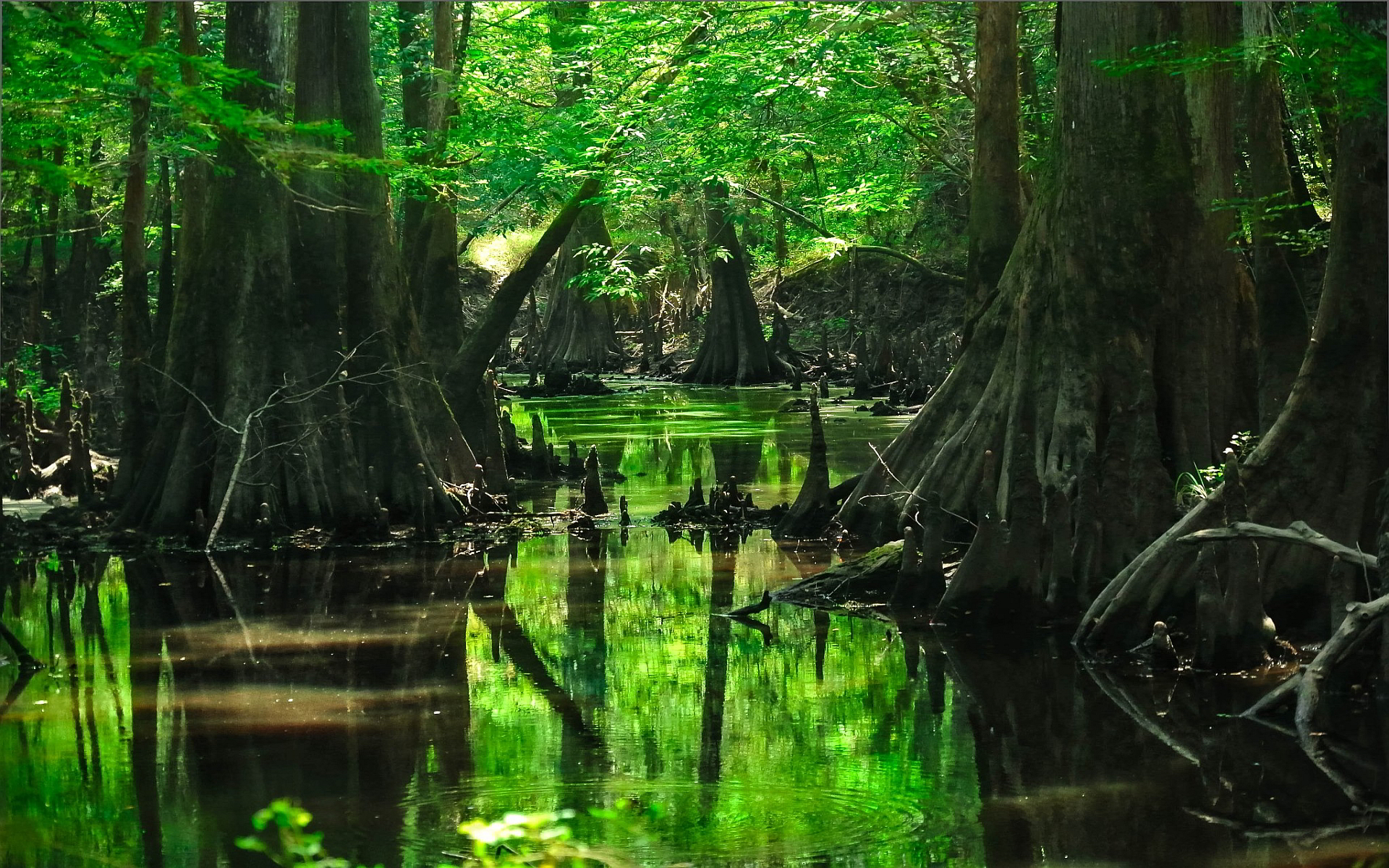 Nice Images Collection: Swamp Desktop Wallpapers