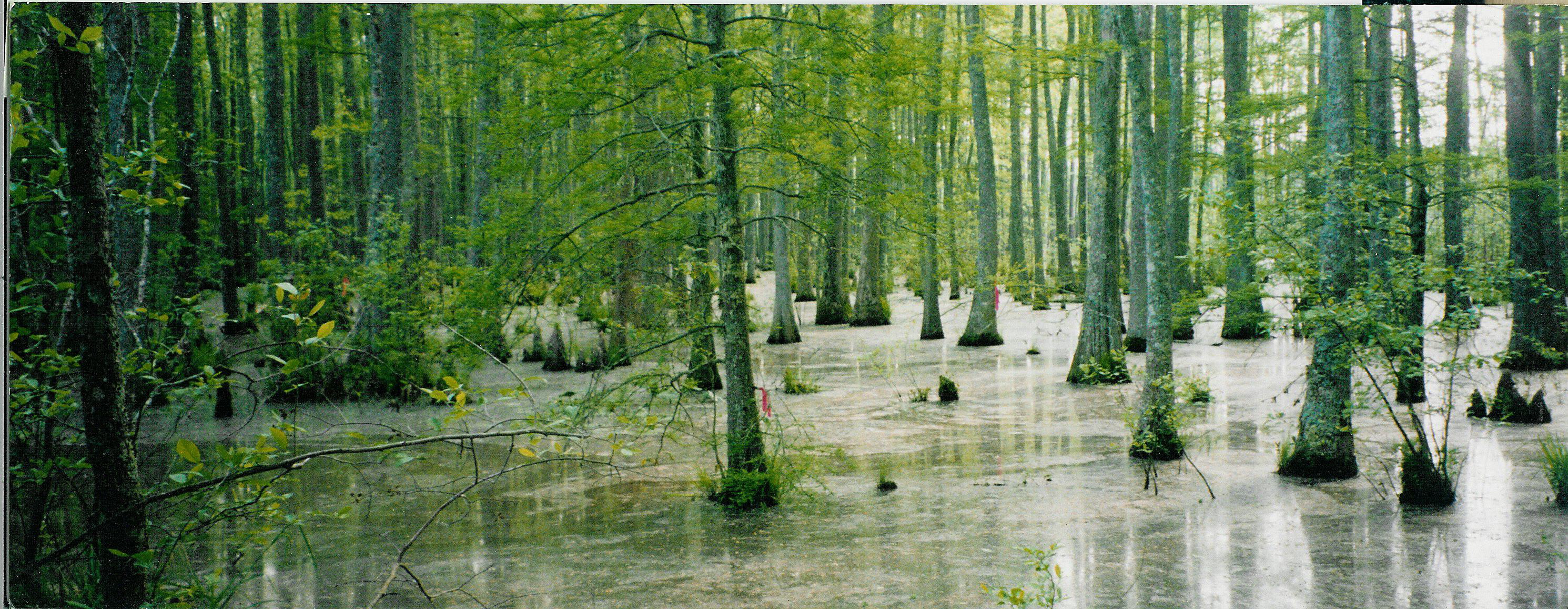 Swamp #16