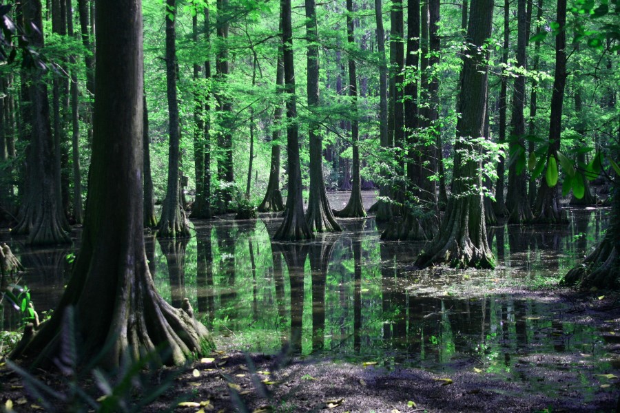 Swamp High Quality Background on Wallpapers Vista