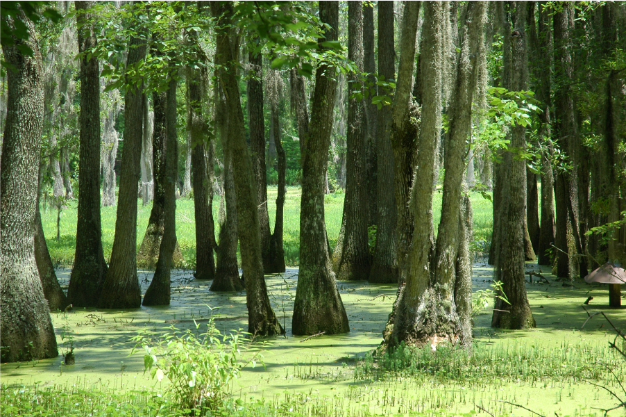 Swamp #8