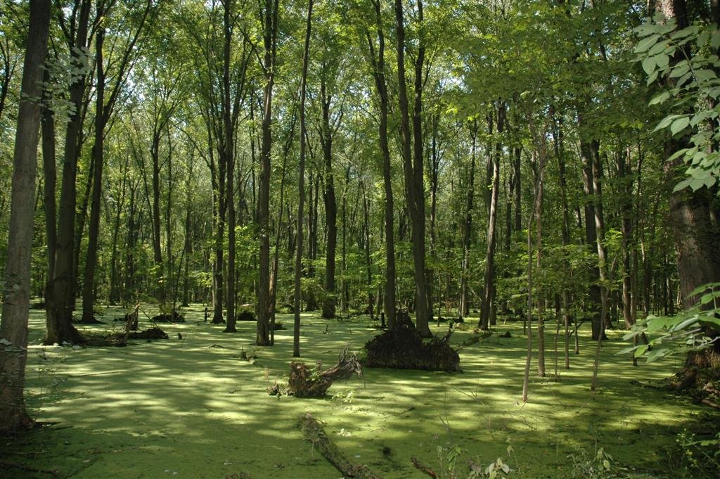 Swamp #3
