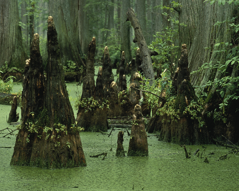 Swamp #7