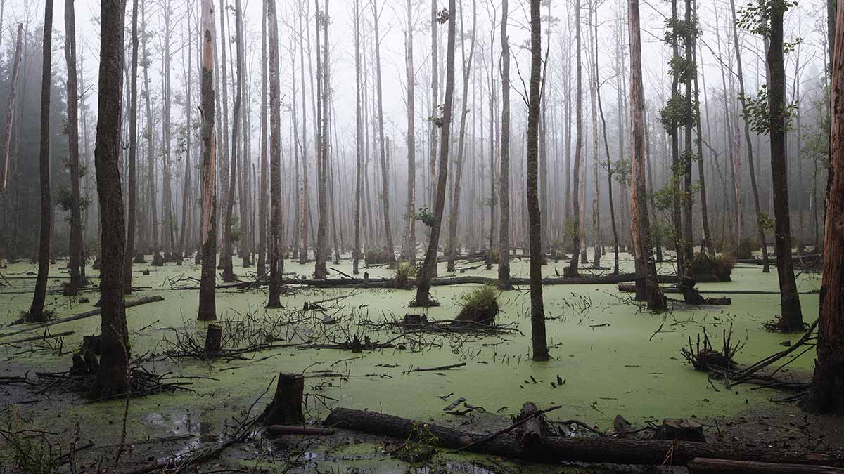 Nice Images Collection: Swamp Desktop Wallpapers